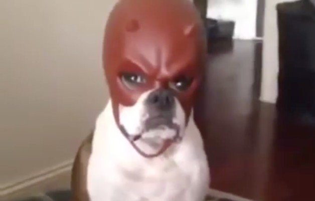 Red dog