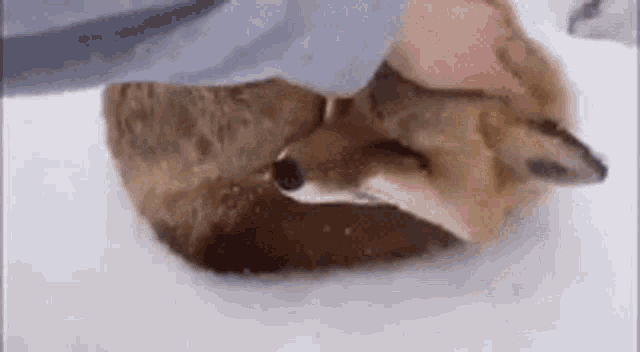 Pet a fox cute fox