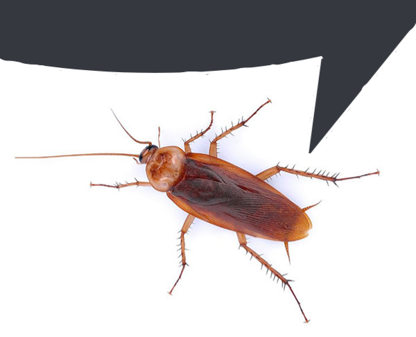 Turk roach