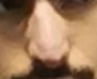 Nose