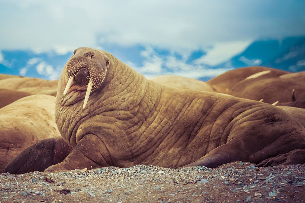 Large Walrus photo
