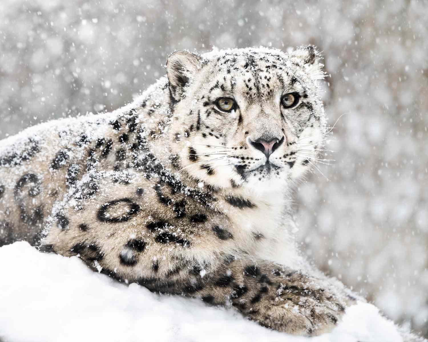 Snow leopard in snow storm iii 521375354 e3242f0155624356994643b05b656d42