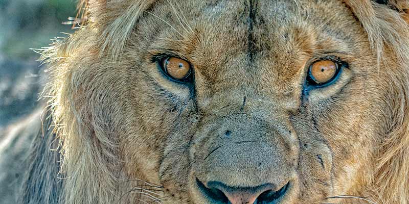 Can lions see in color