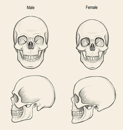 Male and female skulls by jeffsearle d8r9024