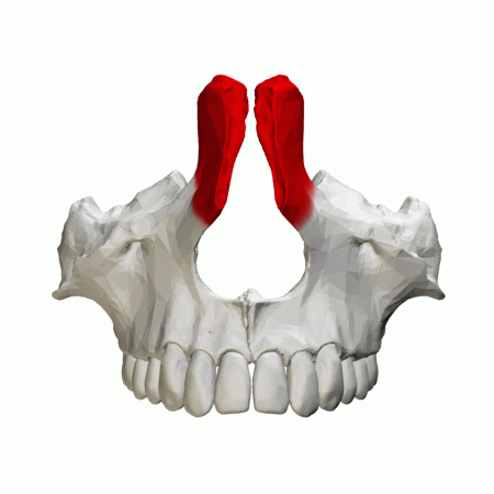 Frontal process of maxilla   animation02