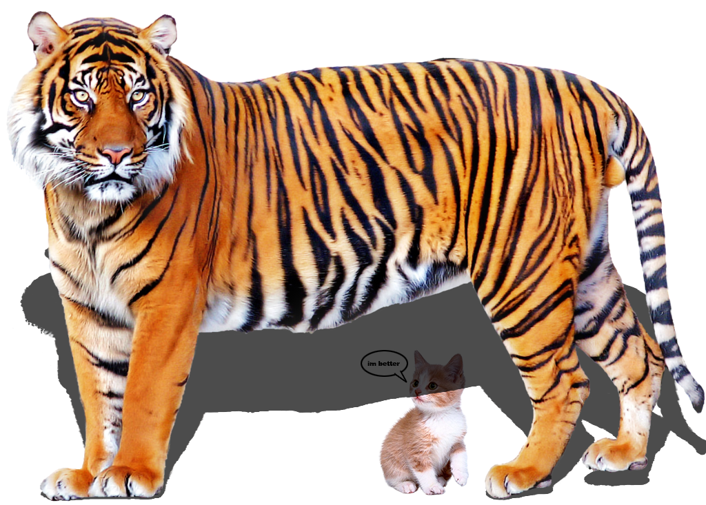 Cat tiger