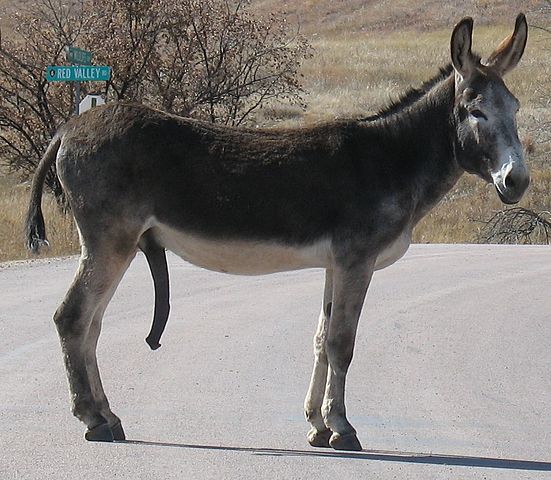 551px Donkey penis