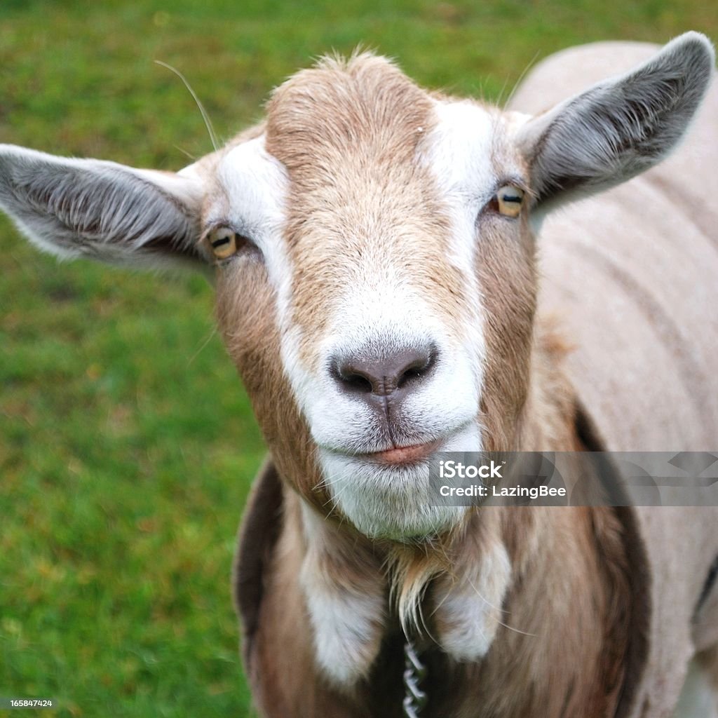 Volcel