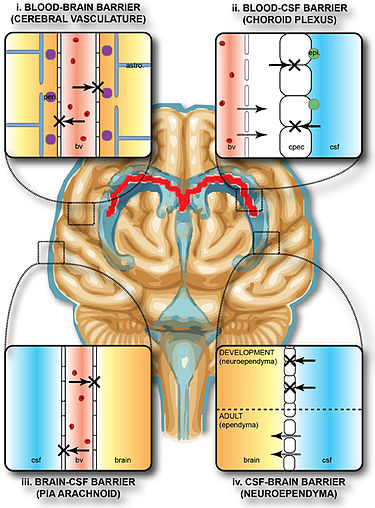 Protective barriers of the brain