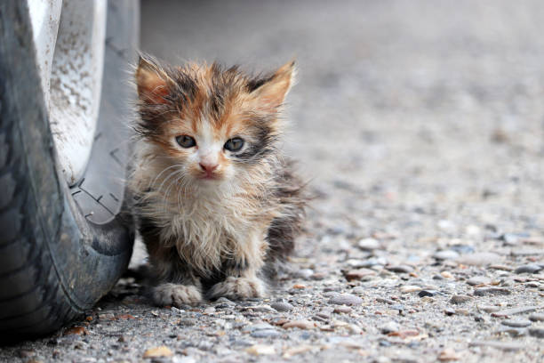 Istockphoto 1337794362 612x612