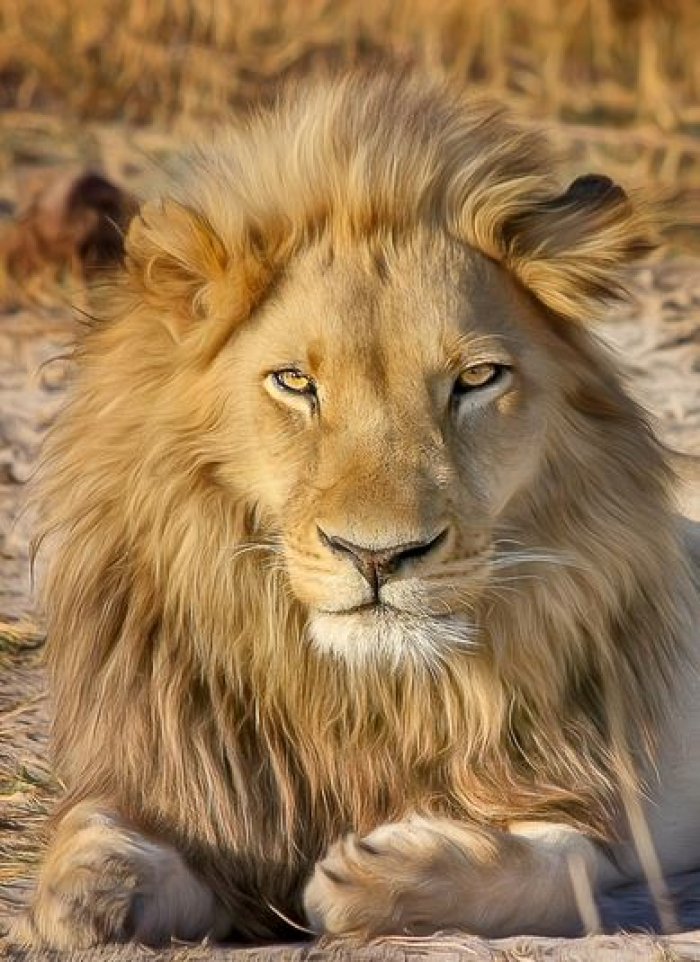 Lion Lion