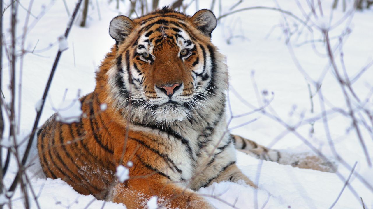 200605082916 01 real tiger king siberian 200605082916 01 real tiger king siberian