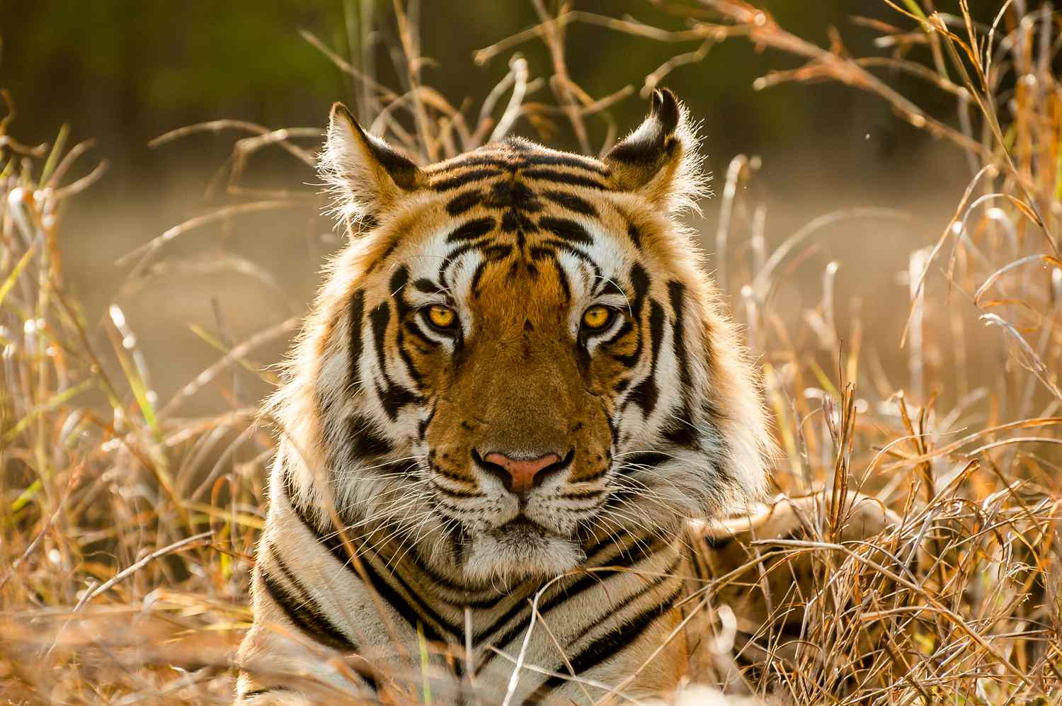 Tiger tiger burning bright 981805564 ae656aa3997242ac821a84e13847e30e Tiger tiger burning bright 981805564 ae656aa3997242ac821a84e13847e30e