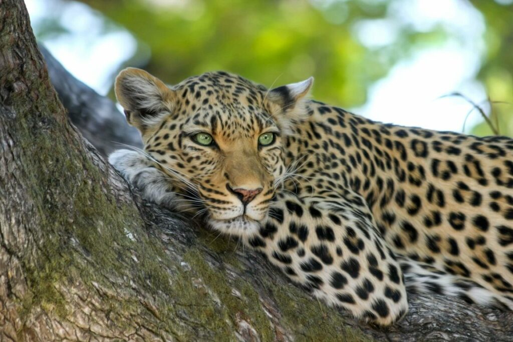 Leopard 515509 1 1024x683