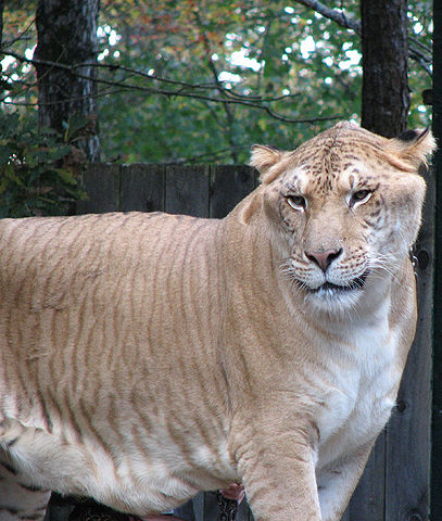 407px Liger