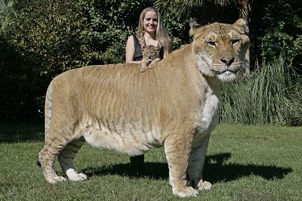Liger