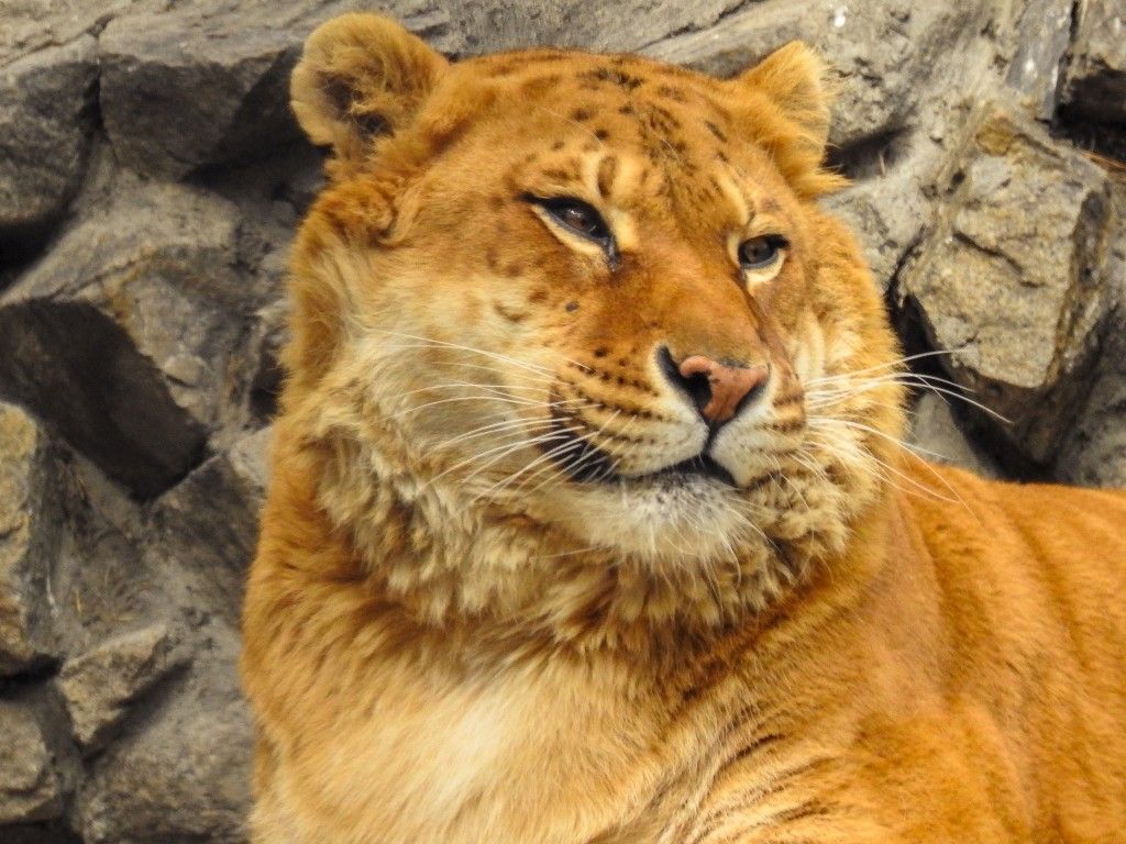 Liger