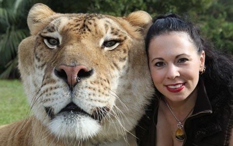 Liger2art 1566953c
