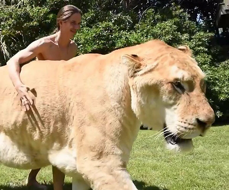 Are ligers real