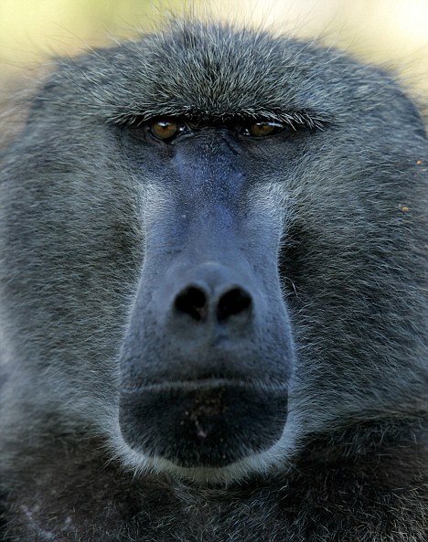 Baboon