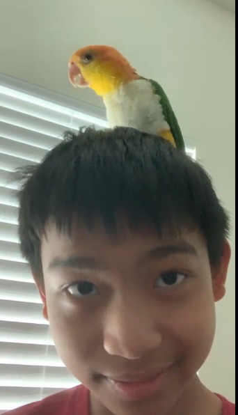 fayvg.png