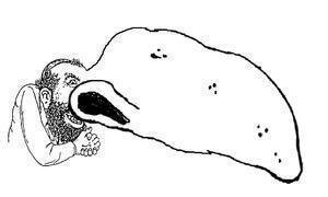 big nose.jpg