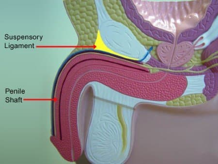 Androfill Penis Surgery