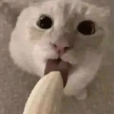 1701900688330