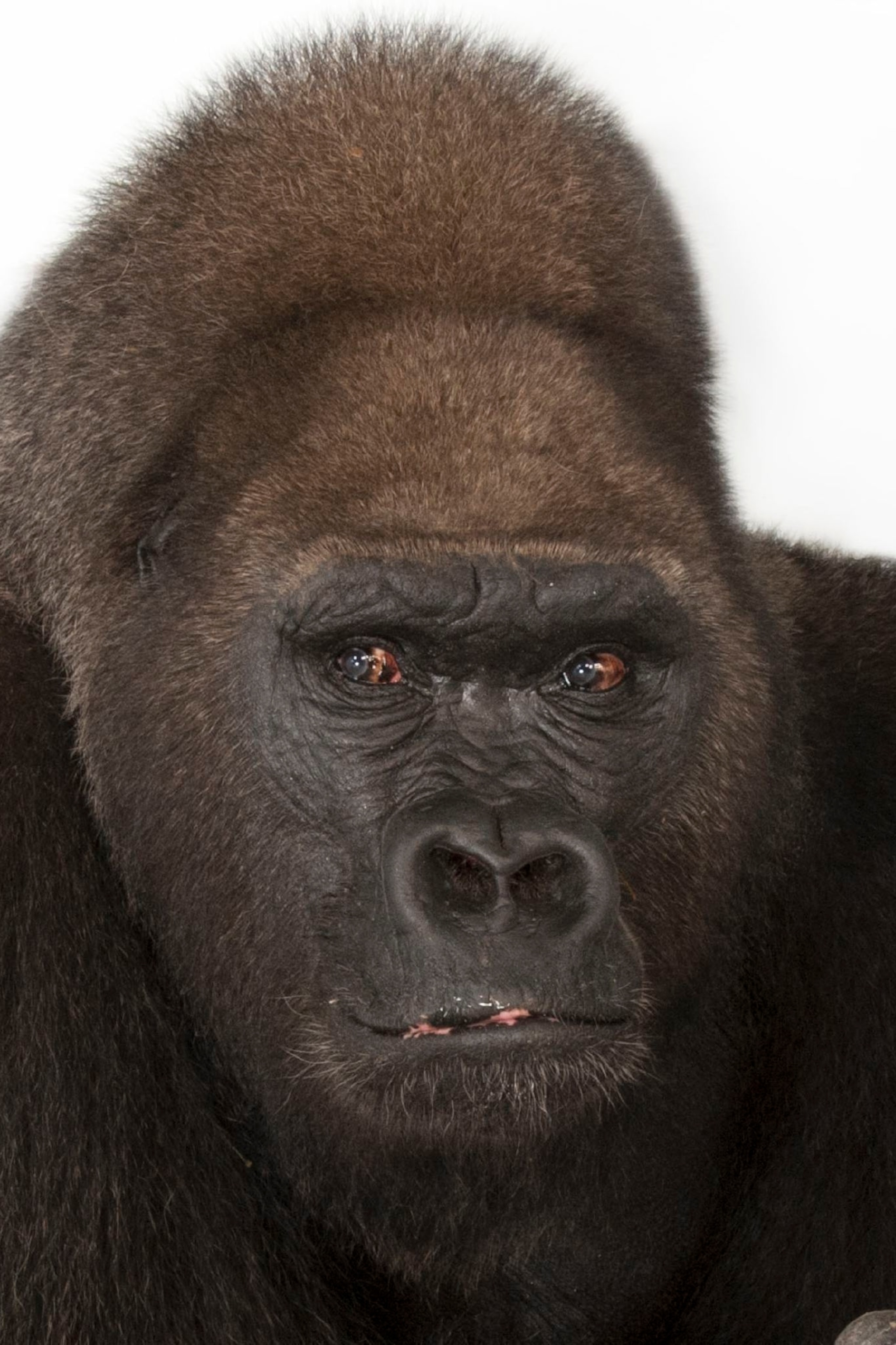 Western lowland gorilla thumb 2x3