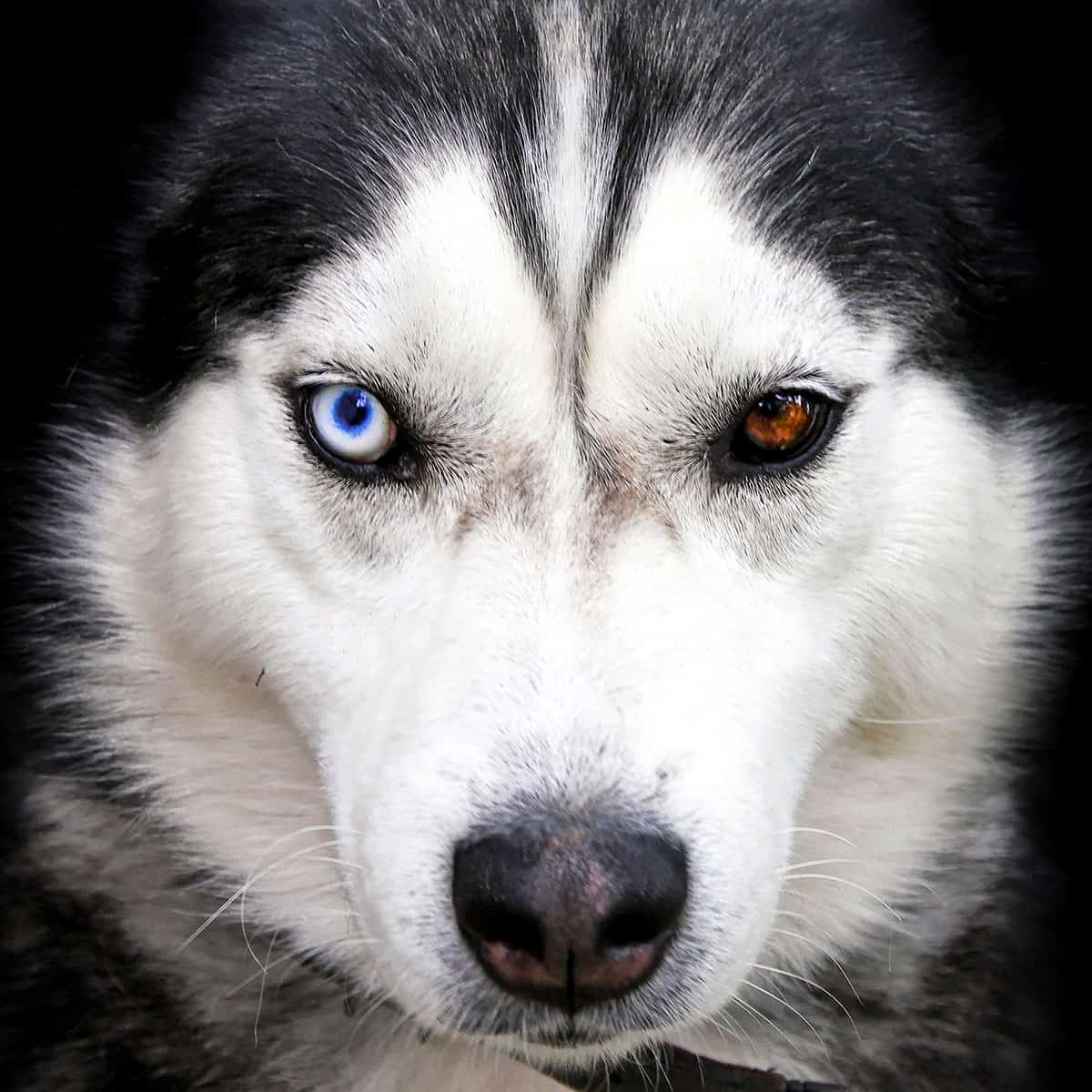 Siberian husky portrait