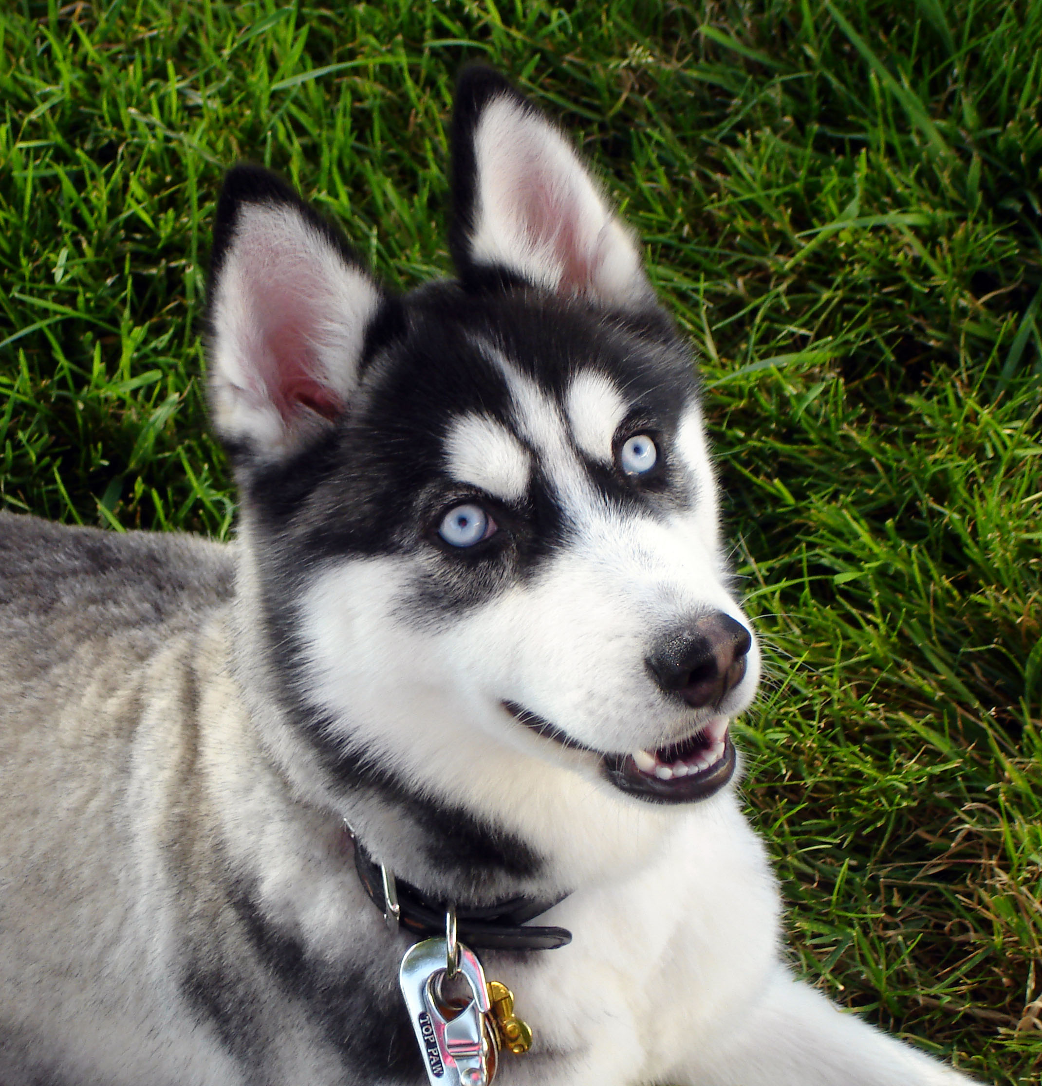 Siberian Husky blue eyes Flickr