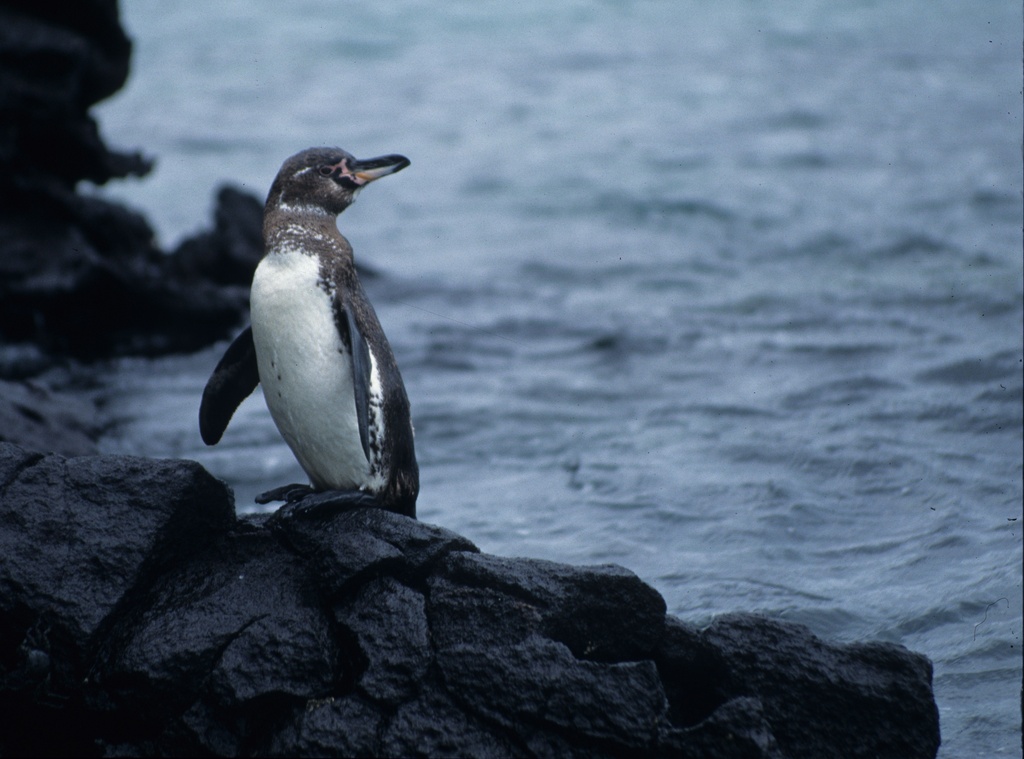 Galpagos Penguin Spheniscus mendiculus Galpagos Islands Ecuador
