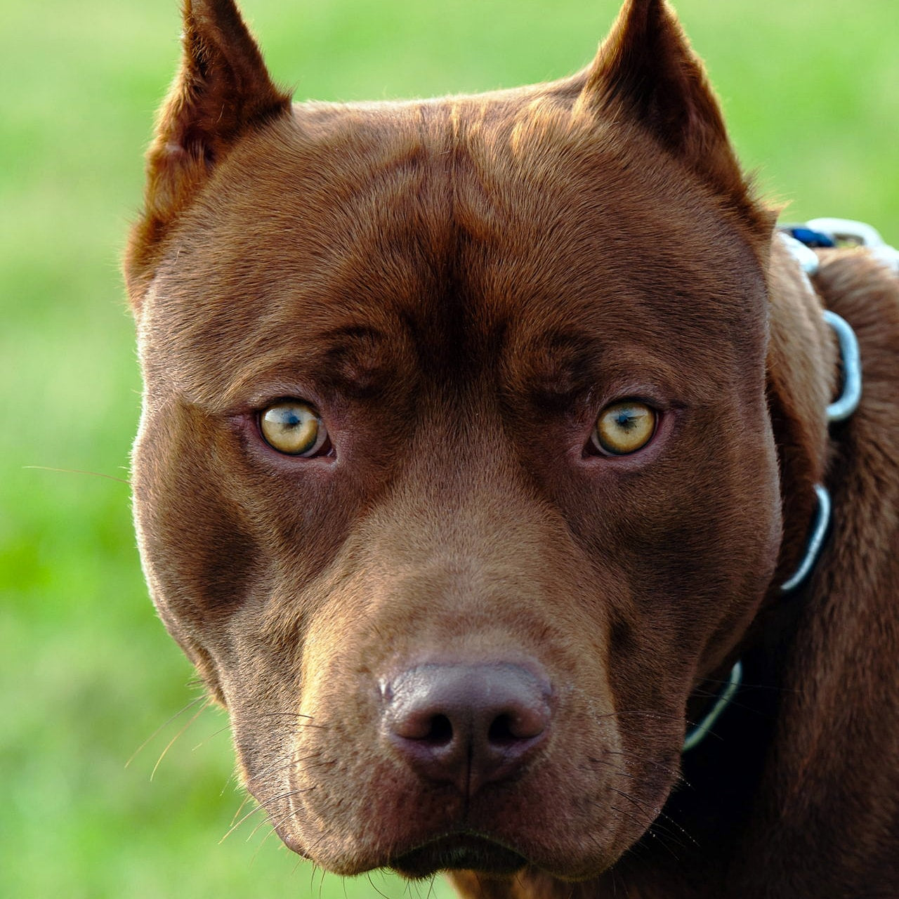 Brown pitbull