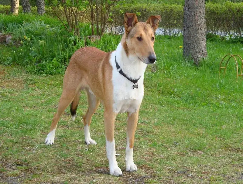 Smooth Coat Collie