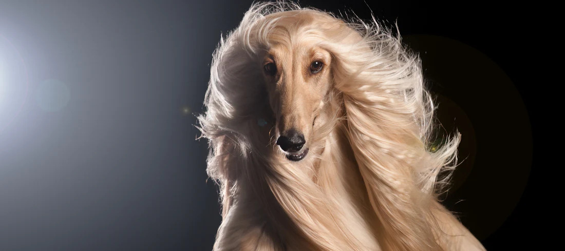 Afghan Hound Dog Breed Guide