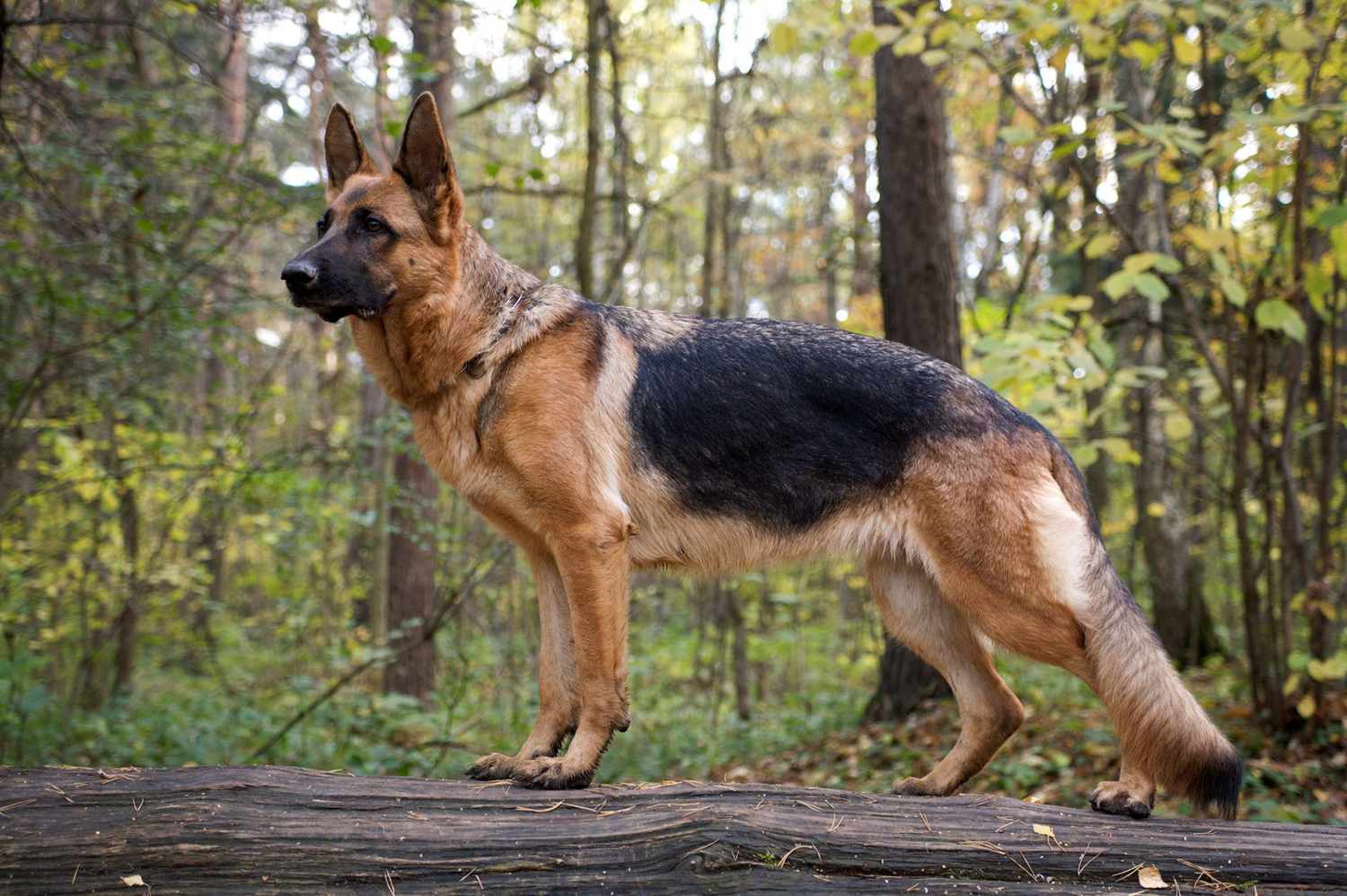 Standing german shepherd 151533956 2000 f7799366e61c4a0a8fca2f72671e81f7