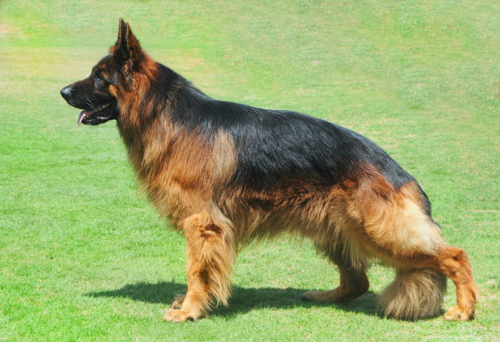 Black and tan long haired GSD stands in field