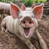 Image result for pig