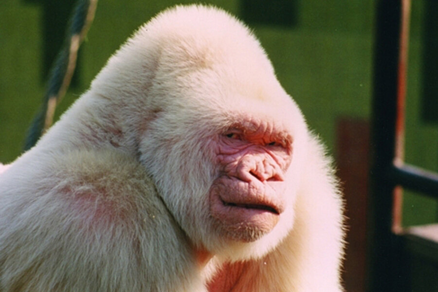 0617 albino gorilla snowflake