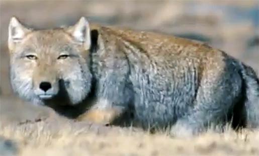 Tibetan fox