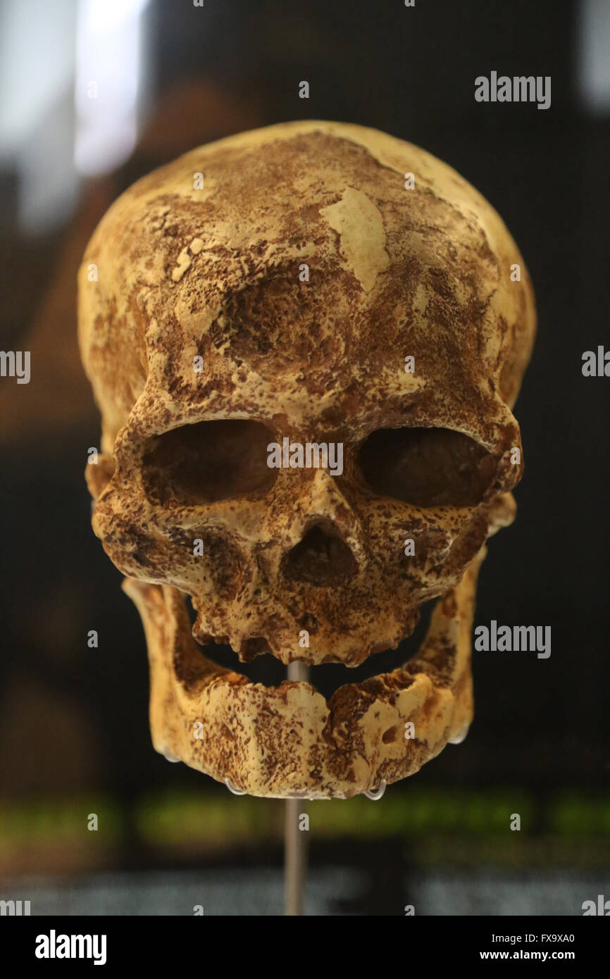 Homo sapiens cro magnon early modern human european upper paleolithic FX9XA0