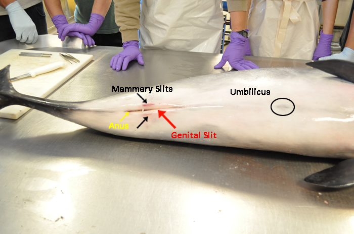 Female porpoise marked