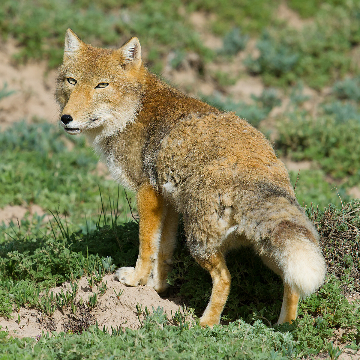 Fox tibetan005