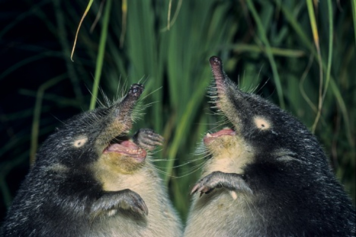 Laughing desman