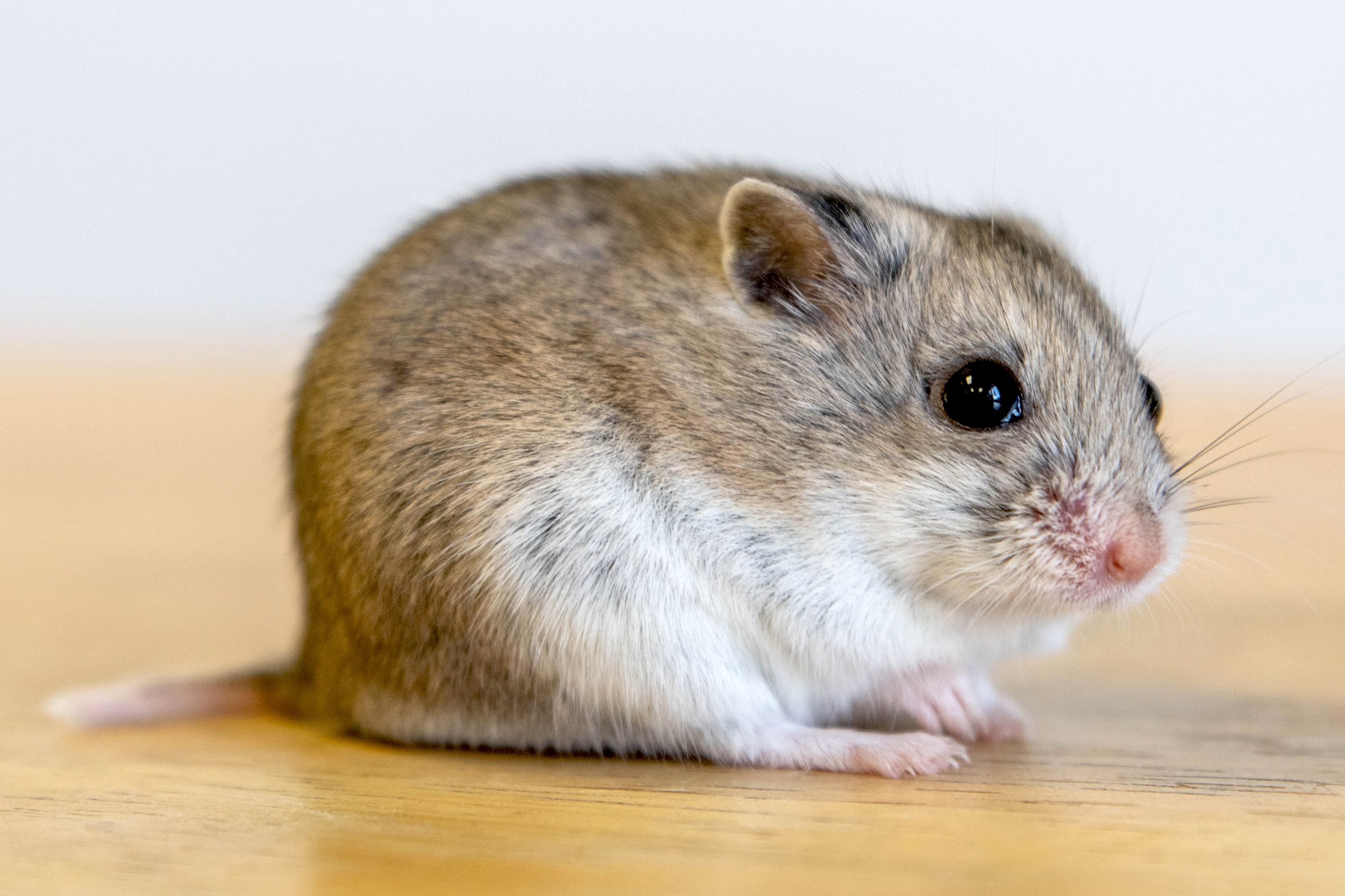 Hamsters overview 1238973 hero aa6ddf6f33c64da1b12103c8ba556bc3