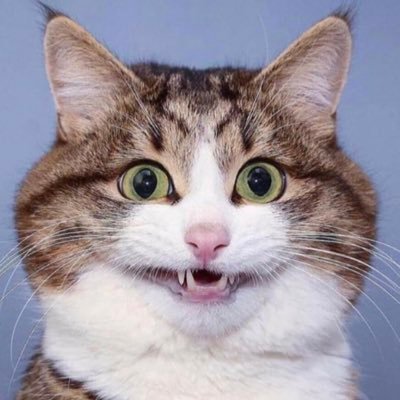 PSYCHO CAT 5