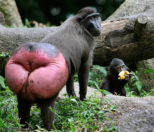 Monkey butt