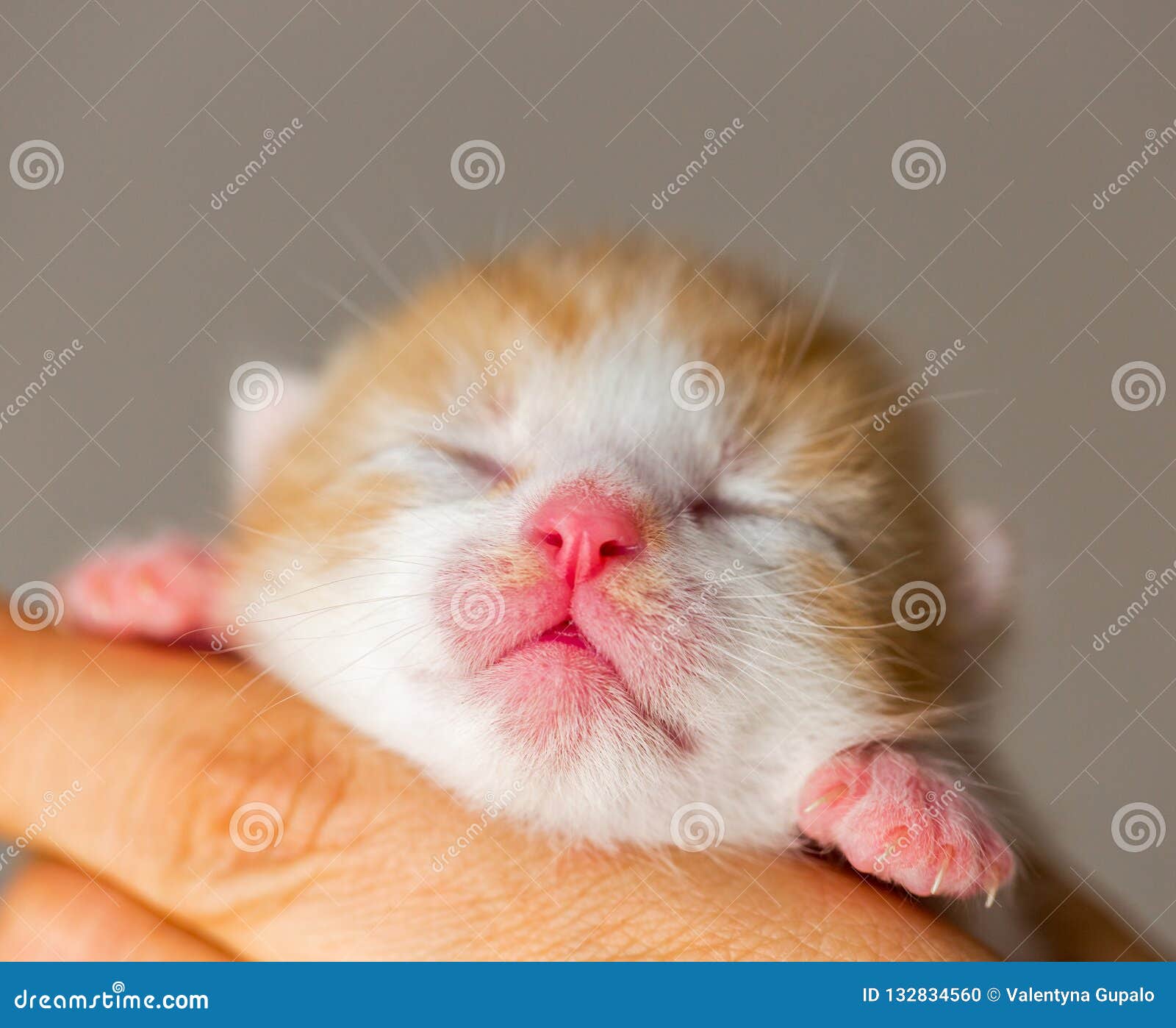 Cute pink nose lips newborn ginger white kitten closeup tiny eyes still closed baby caring han
