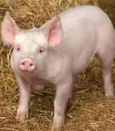 Image result for Pig. Size: 163 x 185. Source: animal-wildlife.blogspot.com