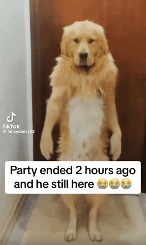 Dog dancing 1
